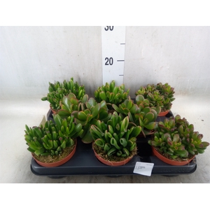 Crassula   ...mix