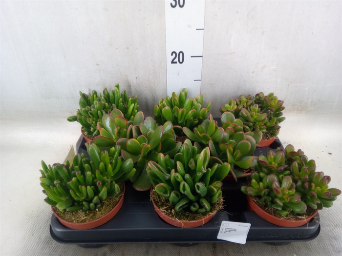 <h4>Crassula   ...mix</h4>