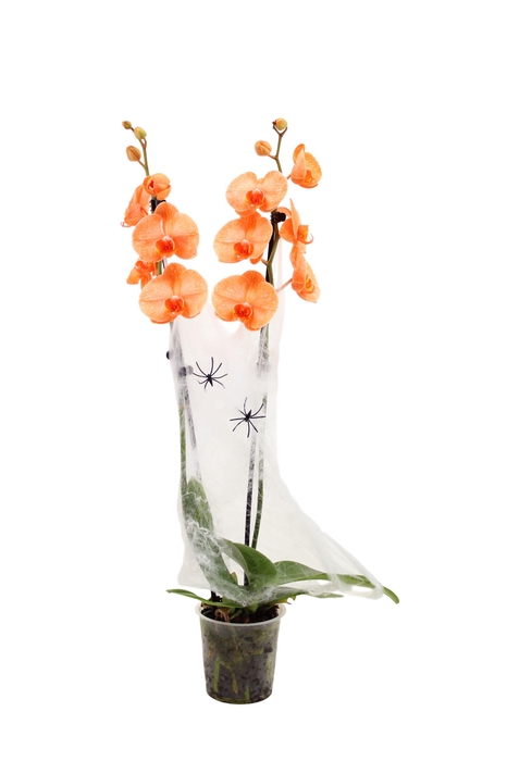 <h4>Phal I Am Orange 2T14+ Spider&Web</h4>