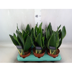 Sansevieria trifa.   ...