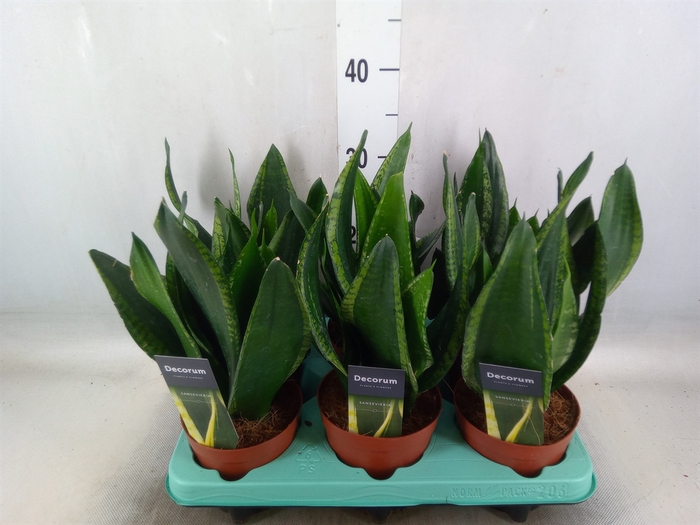 <h4>Sansevieria trifa.   ...</h4>