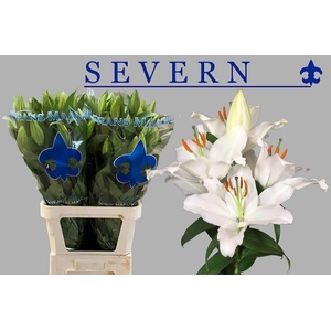 LI OR SEVERN