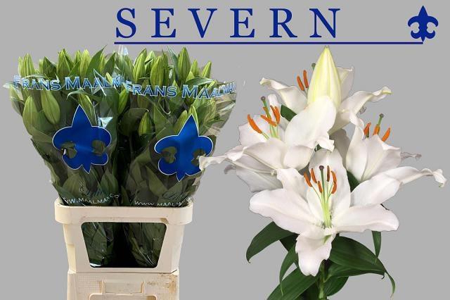 <h4>LI OR SEVERN</h4>
