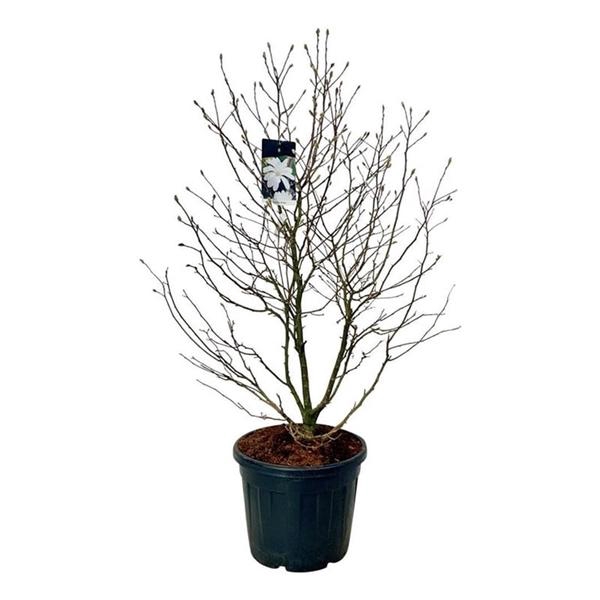 <h4>Magnolia stellata</h4>