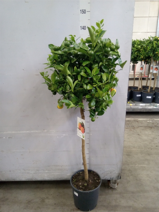 <h4>Citrus   ...</h4>