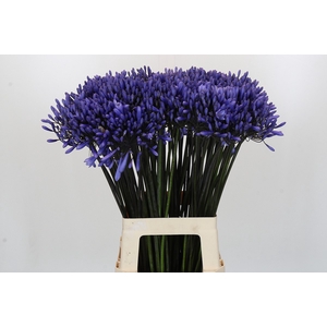 Agapanthus Dr Brouwer