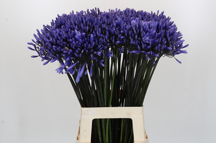 Agapanthus Dr Brouwer