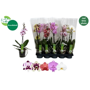 PHAL GEM 5 KL