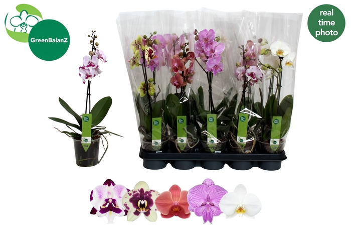<h4>PHAL GEM 5 KL</h4>