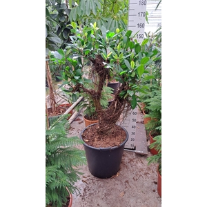 Ficus cyathistipula