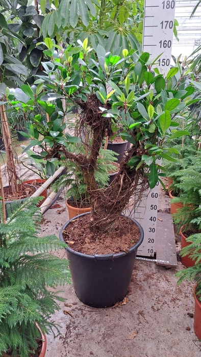 <h4>Ficus cyathistipula</h4>