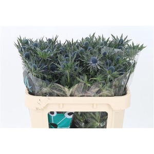 Eryngium Orion Qstar