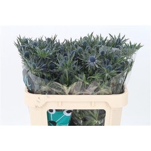 Eryngium Orion Qstar