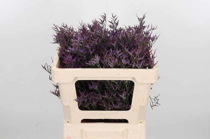 <h4>Lim Saf Dark Blue</h4>