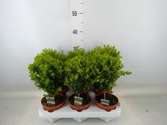 <h4>Myrsine africana</h4>