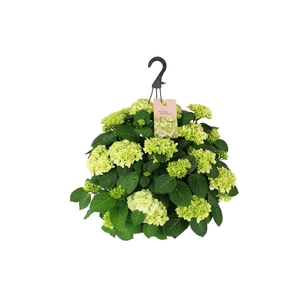 Hydrangea macr. 27cm Wit Hangplant 20+ Bloem