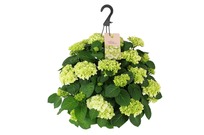 <h4>Hydrangea macr. 27cm Wit Hangplant 20+ Bloem</h4>