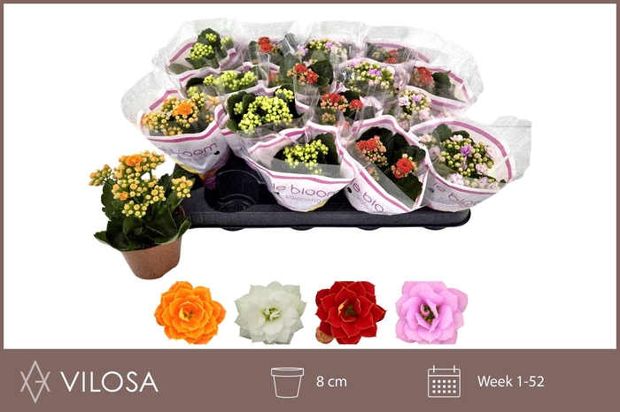 <h4>KAL GE GEM 4 KL</h4>