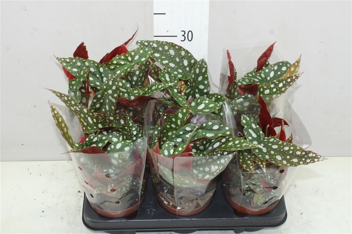 <h4>Begonia Bd Maculata 'wightii'</h4>