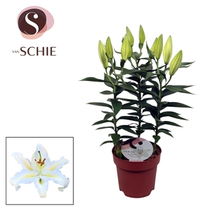 Lilium Or Starlight White 17cm