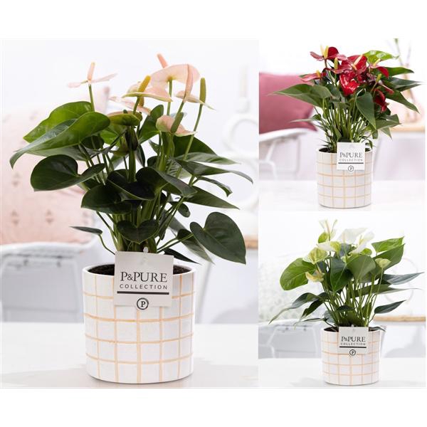 <h4>Anthurium mix in P&PURE Tirza ceramics</h4>