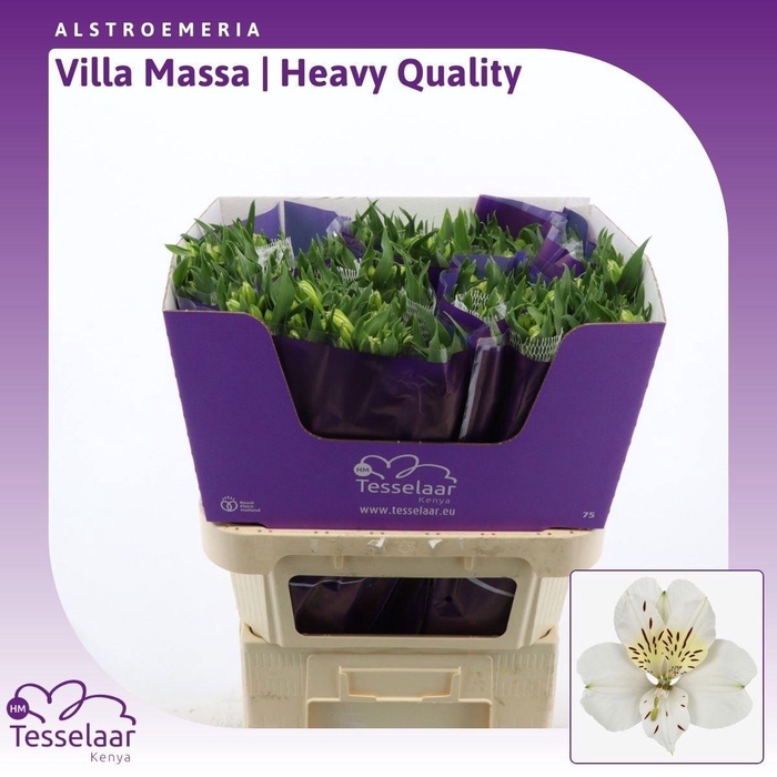 <h4>ALSTR VILLA MASSA</h4>