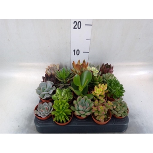 Succulents   ...