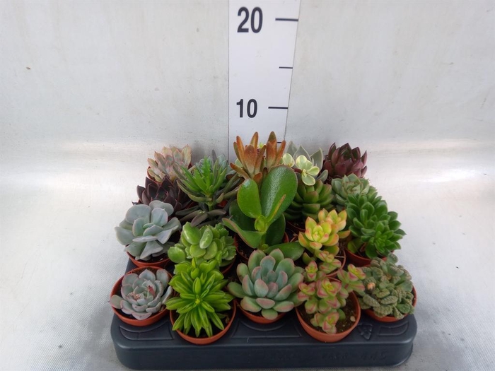 <h4>Succulents   ...</h4>