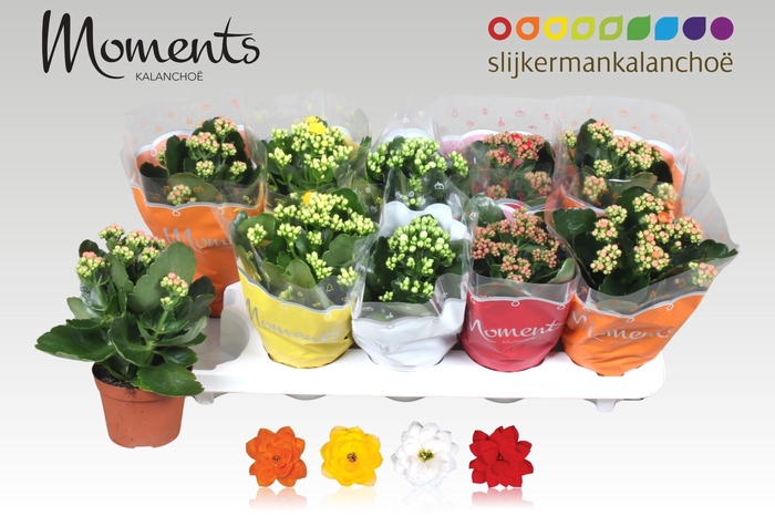 <h4>KAL GE GEM 4 KL</h4>