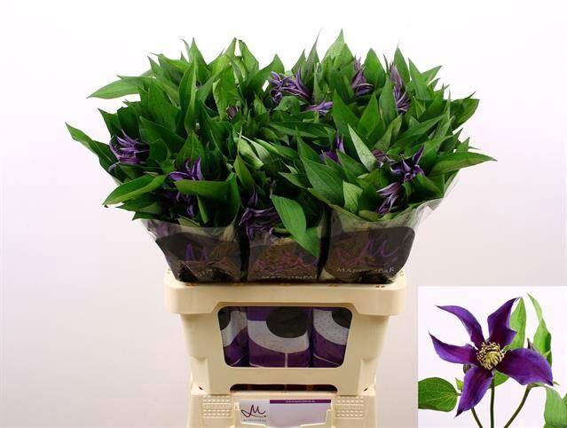 <h4>CLEMATIS AMAZING OSLO</h4>