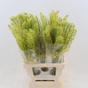 EREMURUS STENOPHYLLU