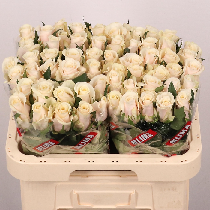 <h4>R GR CABANA</h4>