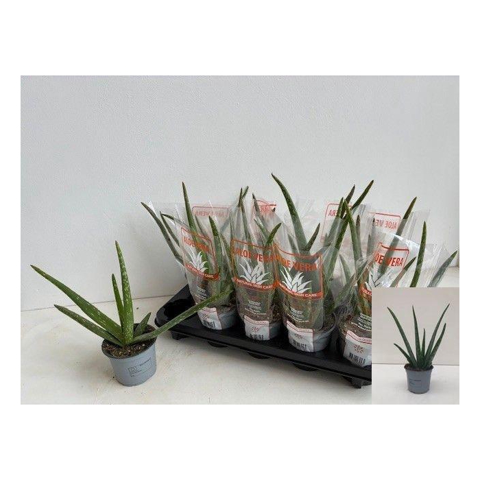 <h4>ALOE VERA</h4>