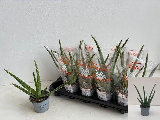 <h4>ALOE VERA</h4>