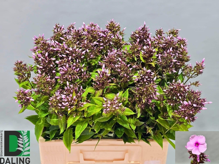 <h4>PHLOX P BRI EYES</h4>