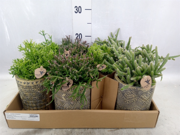 <h4>Rhipsalis   ...mix</h4>