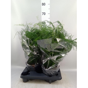 Asparagus setaceus