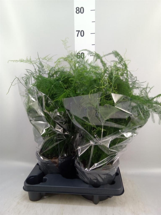 <h4>Asparagus setaceus</h4>