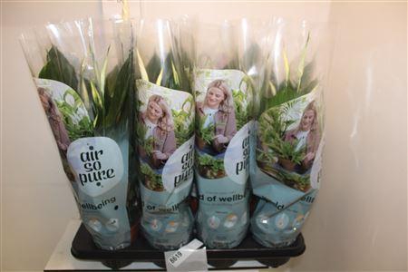 <h4>Spath Pico Cupido</h4>
