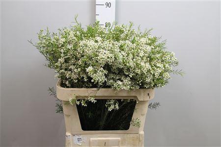 <h4>Chame Un Ofir</h4>