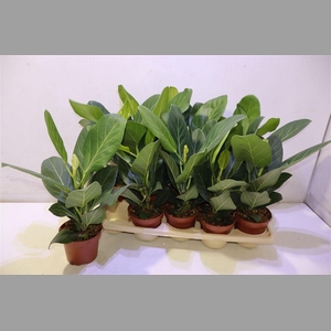 Ficus Beng Audrey
