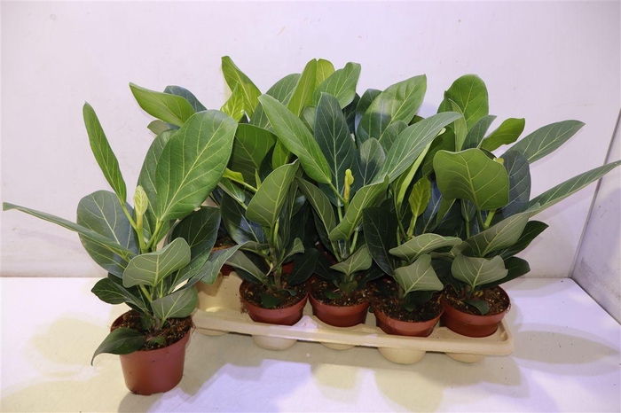 <h4>Ficus Beng Audrey</h4>