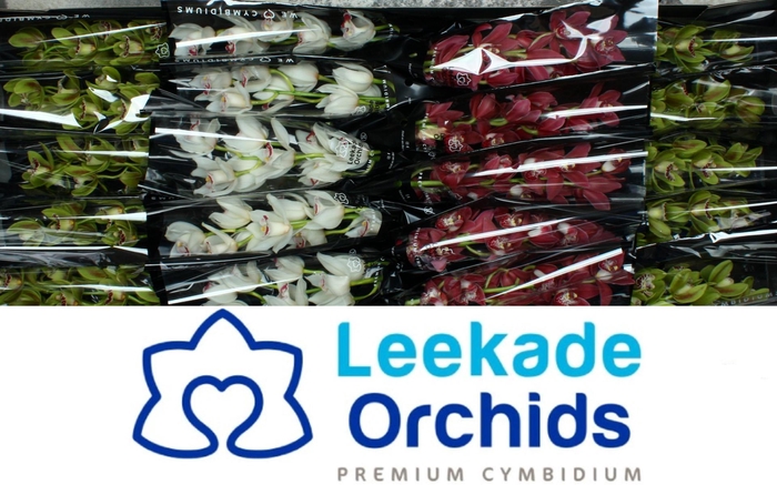 <h4>Cymb Mi Christmas Mix Leekade X24 20% Extra Packed</h4>