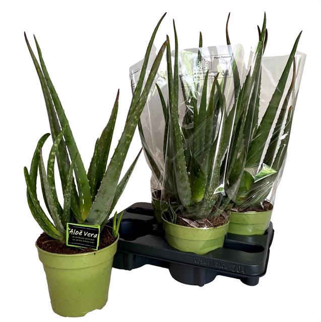 <h4>ALOE VERA</h4>