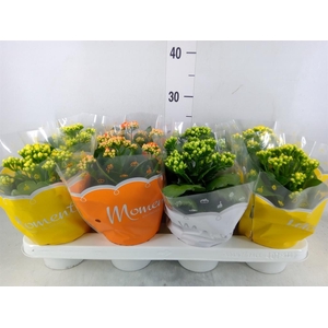 Kalanchoe blos.   ..rosebud mix  3