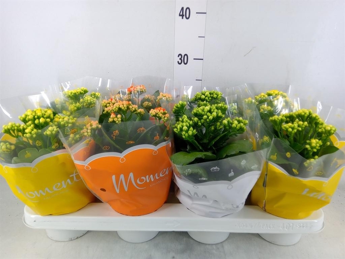 <h4>Kalanchoe blos.   ..rosebud mix  3</h4>