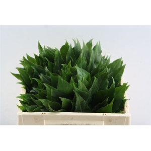 Aralia Ill