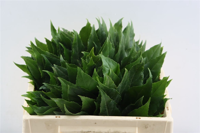 <h4>Aralia Ill</h4>