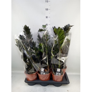 Zamioculcas zamiifolia 'Dowon'