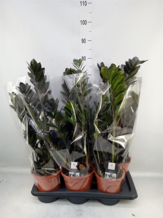 <h4>Zamioculcas zamiifolia 'Dowon'</h4>